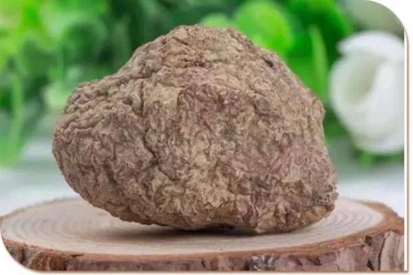 虎乳靈芝，又叫“虎奶菌”，可以治哮喘、咽炎、久咳不愈！