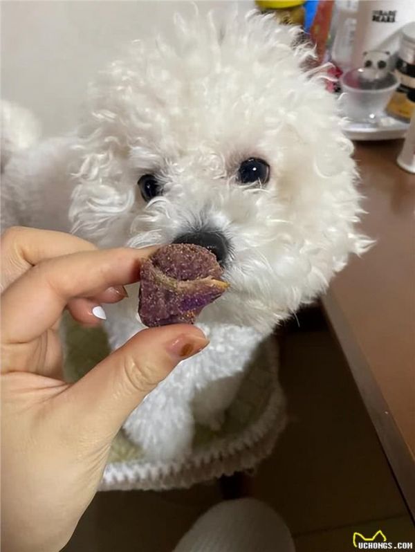 給比熊喂食，這些雷區(qū)不要踩，對它傷害挺大