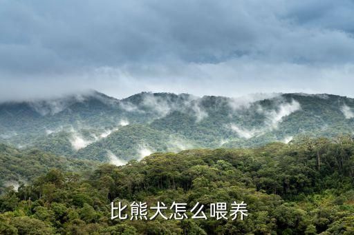 比熊犬怎么喂養(yǎng)