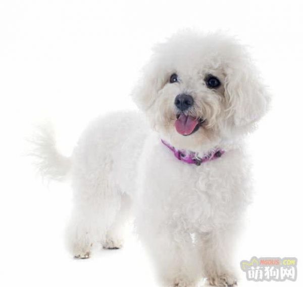 比熊狗狗如何喂養(yǎng)，比熊犬飼養(yǎng)全攻略