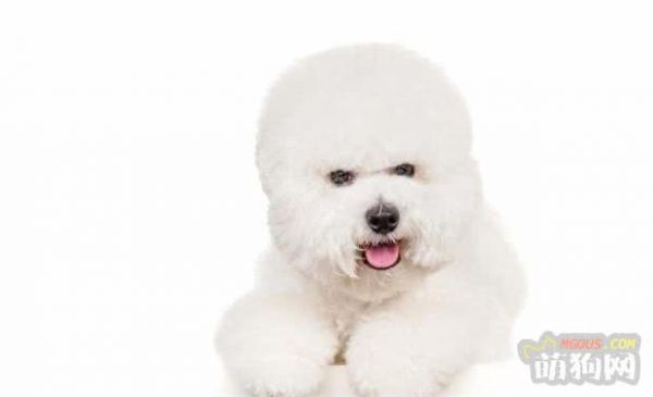 比熊狗狗如何喂養(yǎng)，比熊犬飼養(yǎng)全攻略