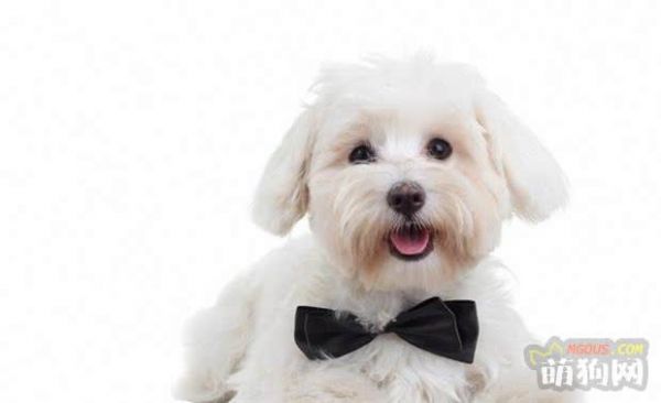 比熊狗狗如何喂養(yǎng)，比熊犬飼養(yǎng)全攻略