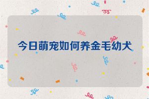今日萌寵如何養(yǎng)金毛幼犬