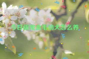今日萌寵金毛幼犬怎么養(yǎng)