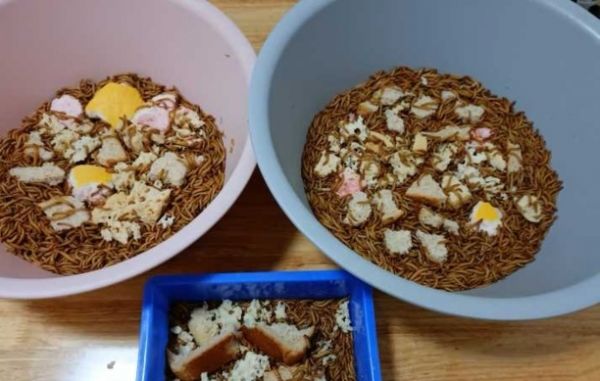 睡鼠的饲养方法和注意事项-睡鼠亲人吗