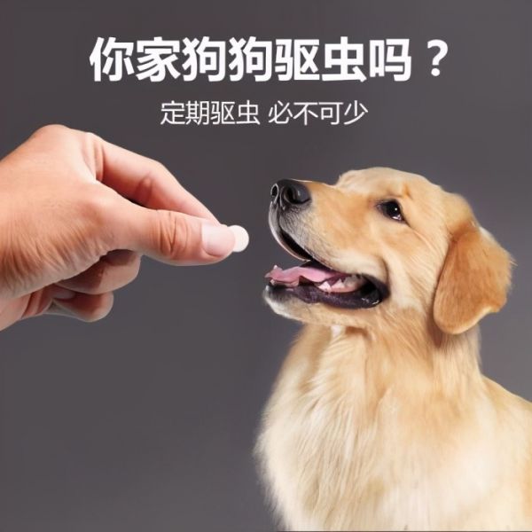 金毛狗怎么養(yǎng)才是正確的
