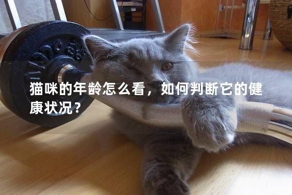 貓咪的年齡怎么看，如何判斷它的健康狀況？