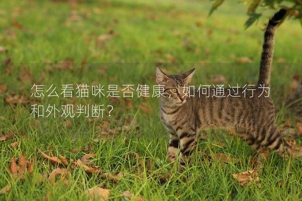 怎么看貓咪是否健康，如何通過行為和外觀判斷？