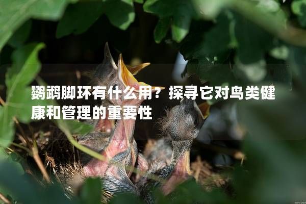 鹦鹉脚环有什么用?探寻它对鸟类健康和管理的重要性