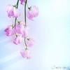minglove明