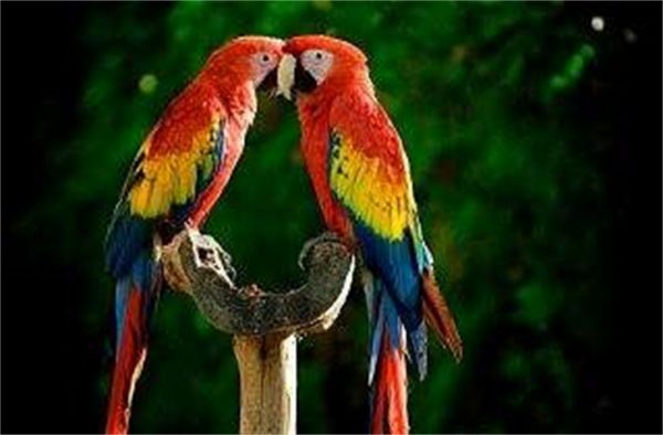 鸚鵡雛鳥吃什么可以代替奶粉 怎么喂