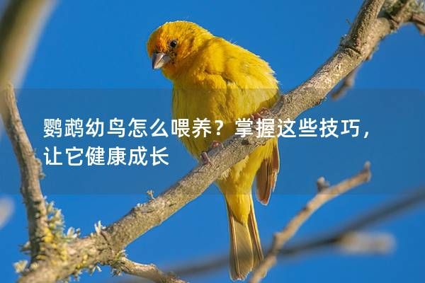 鸚鵡幼鳥怎么喂養(yǎng)？掌握這些技巧，讓它健康成長