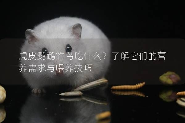 虎皮鸚鵡雛鳥(niǎo)吃什么？了解它們的營(yíng)養(yǎng)需求與喂養(yǎng)技巧