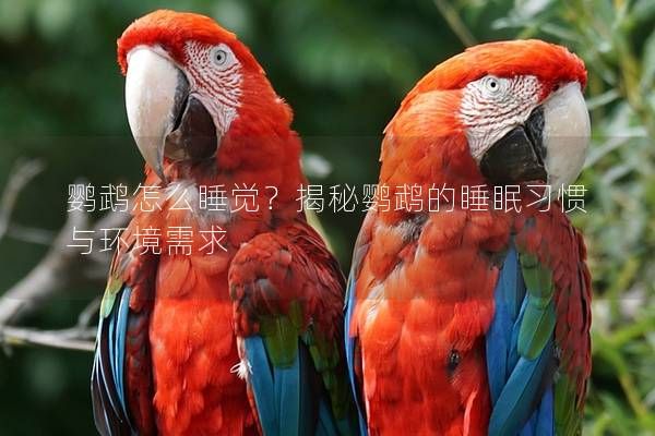 鸚鵡怎么睡覺？揭秘鸚鵡的睡眠習慣與環(huán)境需求