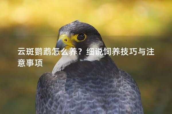 云斑鹦鹉怎么养?细说饲养技巧与注意事项