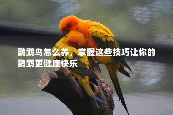 鸚鵡鳥怎么養(yǎng)，掌握這些技巧讓你的鸚鵡更健康快樂