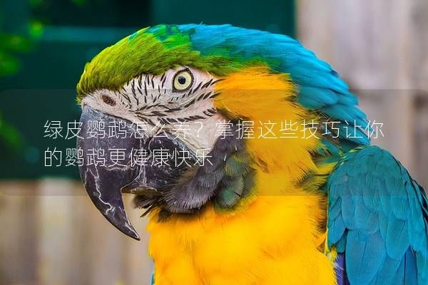 綠皮鸚鵡怎么養(yǎng)？掌握這些技巧讓你的鸚鵡更健康快樂