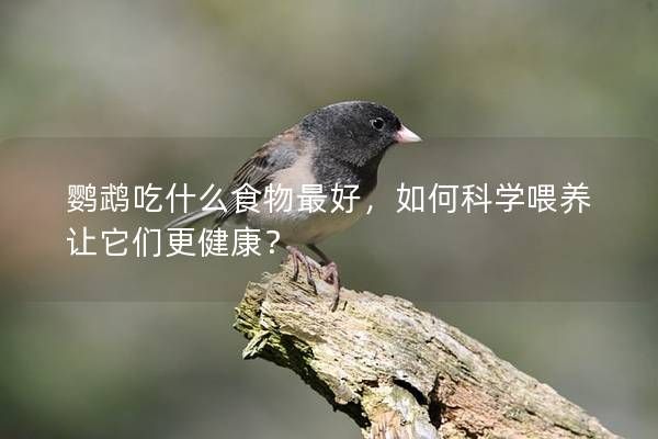 鹦鹉吃什么食物最好，如何科学喂养让它们更健康？