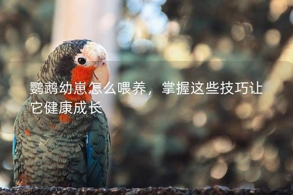鸚鵡幼崽怎么喂養(yǎng)，掌握這些技巧讓它健康成長(zhǎng)