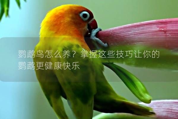 鸚鵡鳥怎么養(yǎng)？掌握這些技巧讓你的鸚鵡更健康快樂
