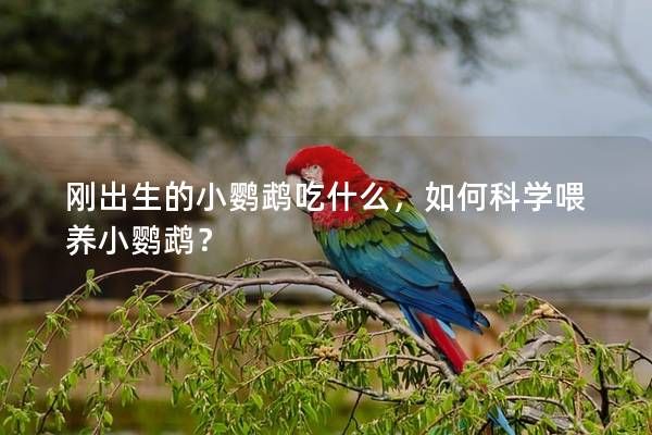 剛出生的小鸚鵡吃什么，如何科學(xué)喂養(yǎng)小鸚鵡？