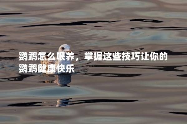 鸚鵡怎么喂養(yǎng)，掌握這些技巧讓你的鸚鵡健康快樂(lè)