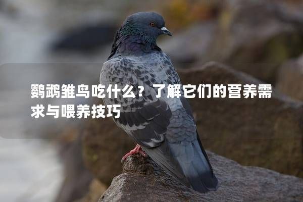 鸚鵡雛鳥吃什么？了解它們的營養(yǎng)需求與喂養(yǎng)技巧