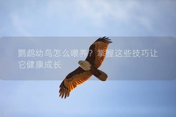 鸚鵡幼鳥怎么喂養(yǎng)？掌握這些技巧讓它健康成長