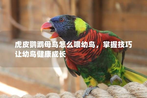 虎皮鹦鹉母鸟怎么喂幼鸟，掌握技巧让幼鸟健康成长