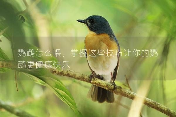 鸚鵡怎么喂，掌握這些技巧讓你的鸚鵡更健康快樂