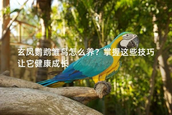 玄鳳鸚鵡雛鳥怎么養(yǎng)？掌握這些技巧讓它健康成長