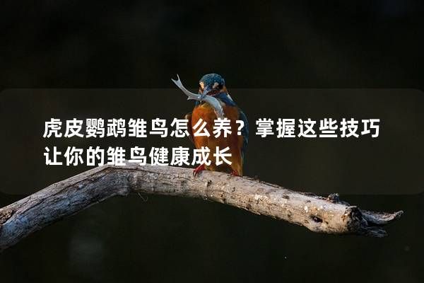 虎皮鹦鹉雏鸟怎么养？掌握这些技巧让你的雏鸟健康成长