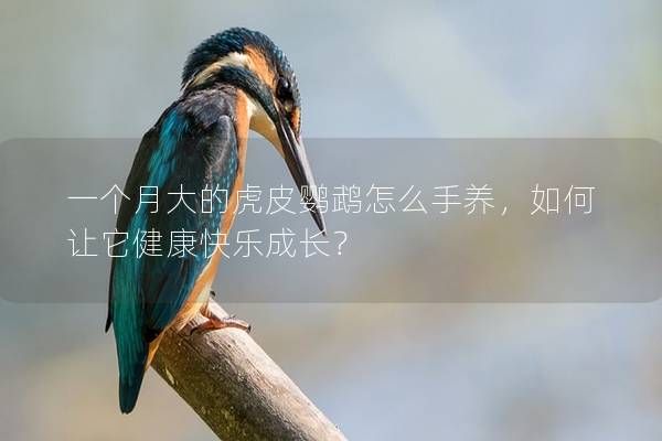一个月大的虎皮鹦鹉怎么手养，如何让它健康快乐成长？