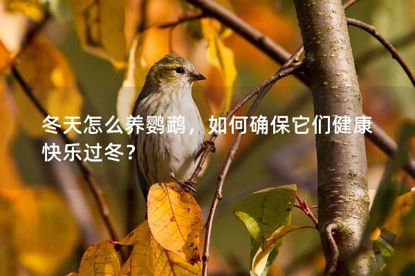 冬天怎么養(yǎng)鸚鵡，如何確保它們健康快樂過冬？