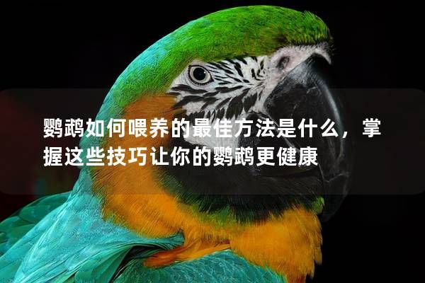 鸚鵡如何喂養(yǎng)的最佳方法是什么，掌握這些技巧讓你的鸚鵡更健康