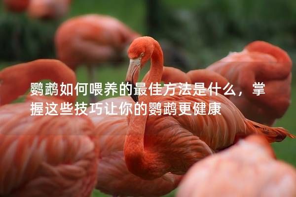 鸚鵡如何喂養(yǎng)的最佳方法是什么，掌握這些技巧讓你的鸚鵡更健康