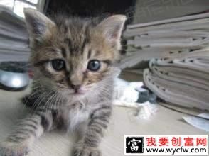 小貓?jiān)趺答B(yǎng)？小貓常見病