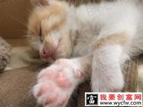 小貓?jiān)趺答B(yǎng)？小貓常見病