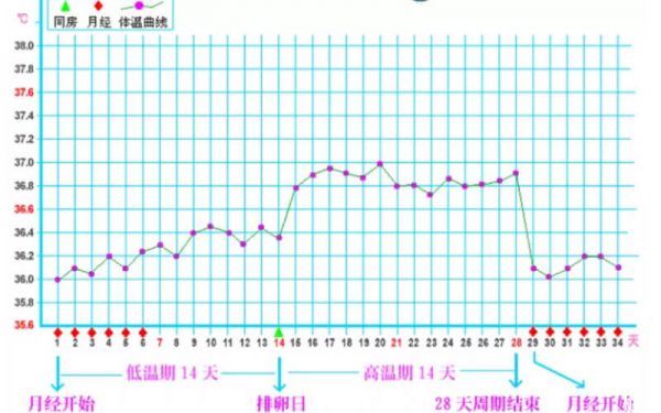 排卵期體溫曲線圖 備孕體溫變化規(guī)律圖 基礎(chǔ)體溫怎么測(cè)排卵
