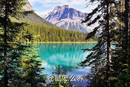  仓鼠怎么养