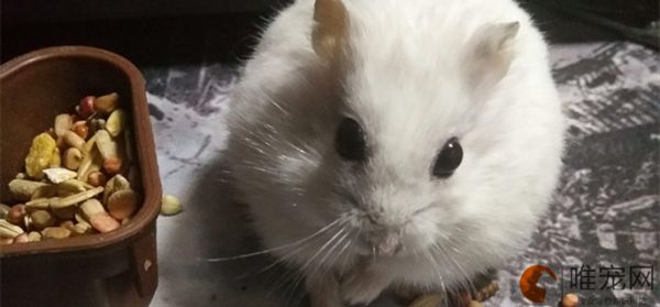 倉鼠飼養(yǎng)方法詳細介紹