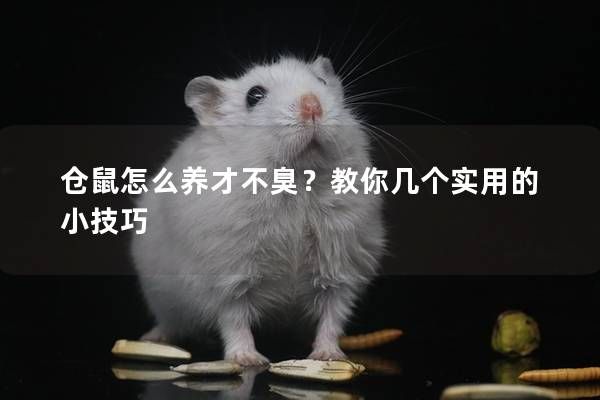 仓鼠怎么养才不臭?教你几个实用的小技巧