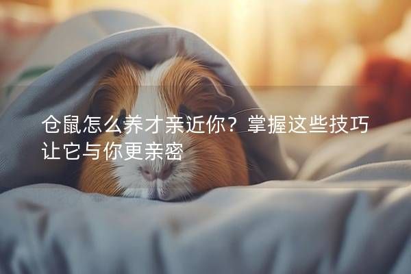倉鼠怎么養(yǎng)才親近你？掌握這些技巧讓它與你更親密
