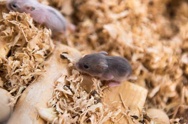 母仓鼠生完宝宝后，竟吃自己的孩子，原因和预防的方法都在这了！