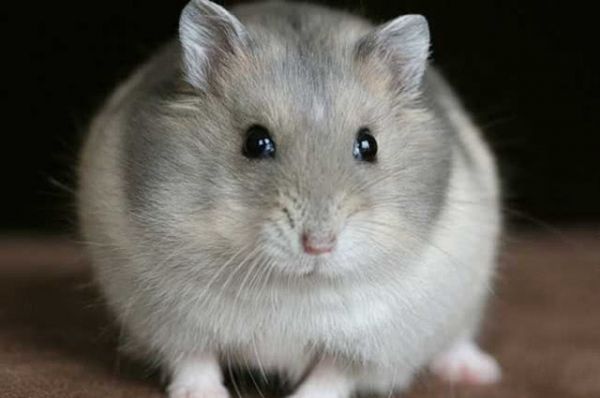 母仓鼠生完宝宝后，竟吃自己的孩子，原因和预防的方法都在这了！