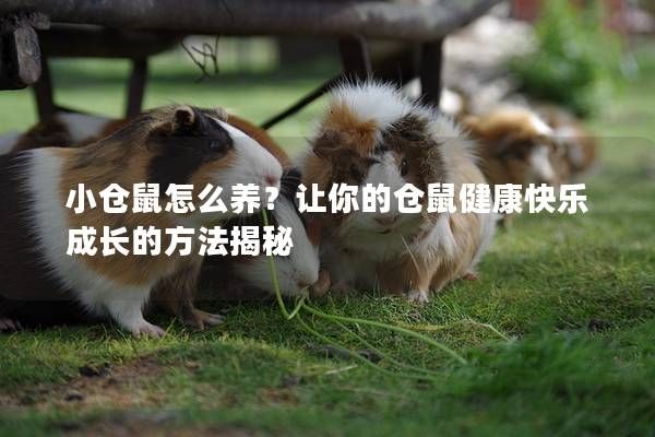 小倉鼠怎么養(yǎng)？讓你的倉鼠健康快樂成長的方法揭秘