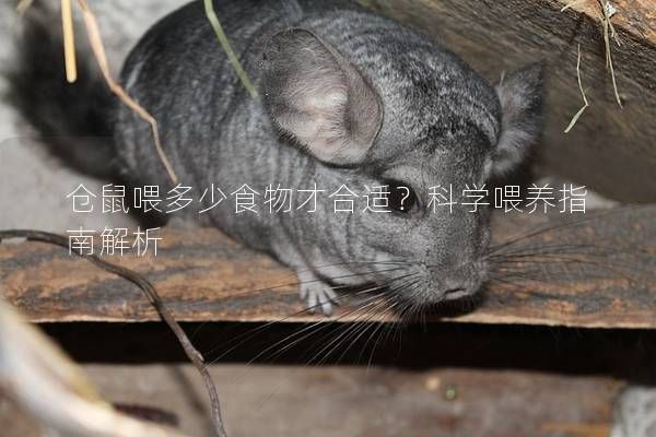 倉鼠喂多少食物才合適？科學喂養(yǎng)指南解析