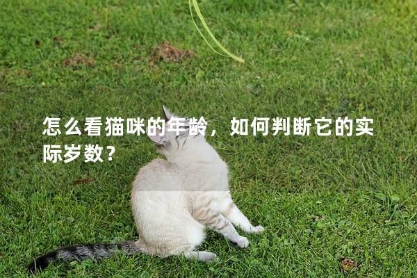 怎么看貓咪的年齡，如何判斷它的實際歲數(shù)？