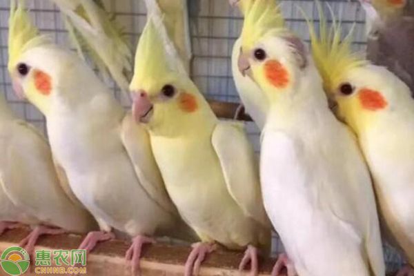 玄凤鹦鹉公母怎么区分？如何正确饲养？-图片版权归惠农网所有