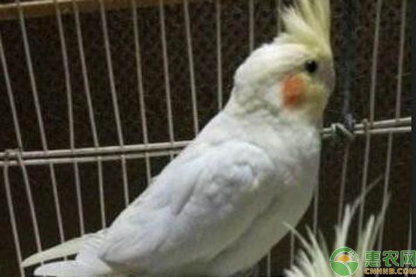 玄凤鹦鹉公母怎么区分？如何正确饲养？-图片版权归惠农网所有